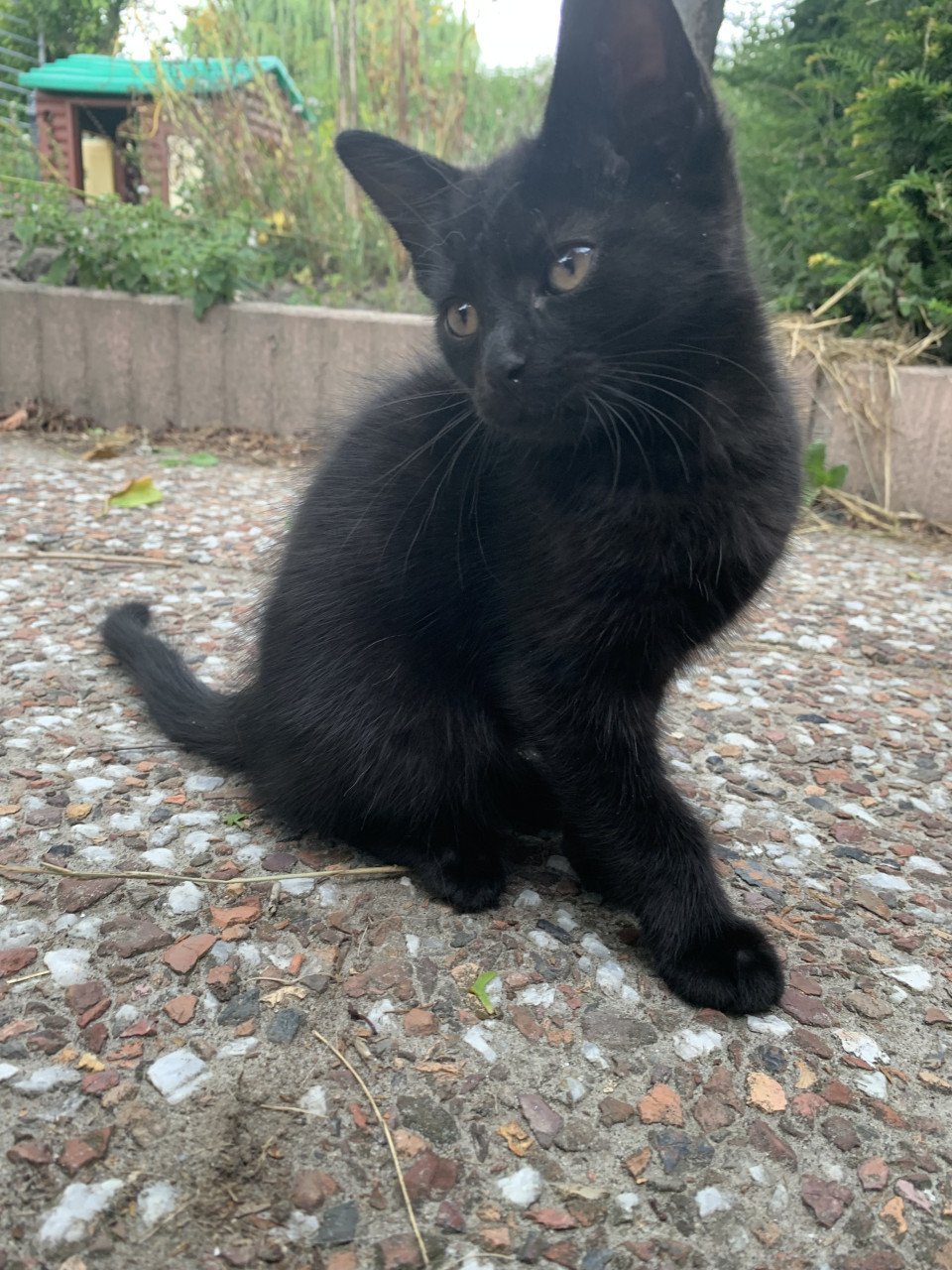 2 zwarte en 1 tijger kitten