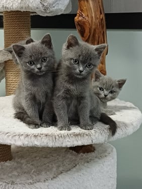 Leuke Brits Korthaar x Ragdoll kittens beschikbaar
