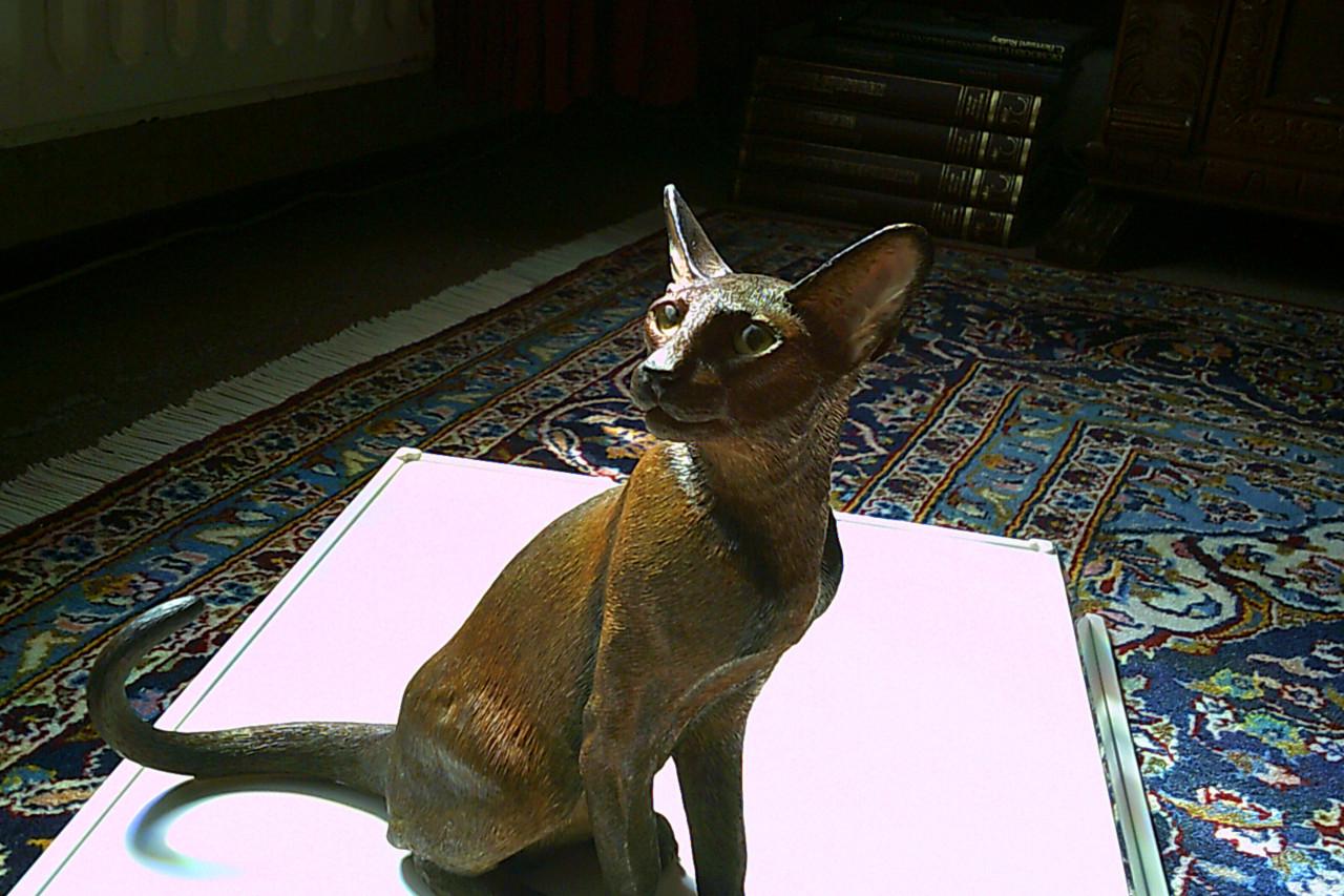 Levensechte Siamese kat - Fine Art uitgave - handgeschilderd -