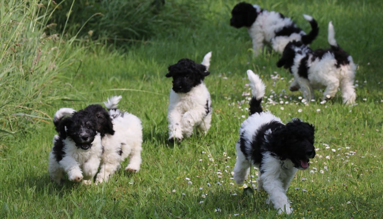 Labradoodle pups bont van kleur