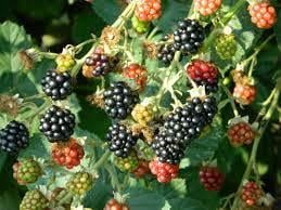 Bramenplanten, bessenstekken, druivenstekken, druivenplanten