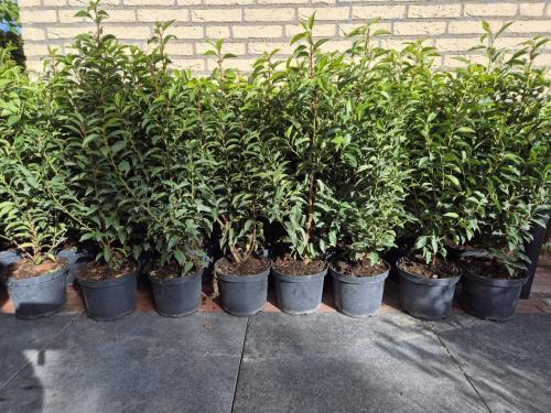 Portugese laurier haagplanten ca. 80-90 cm potgekweekt