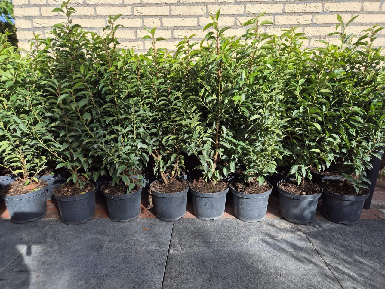 Portugese laurier haagplanten ca. 80-90 cm potgekweekt