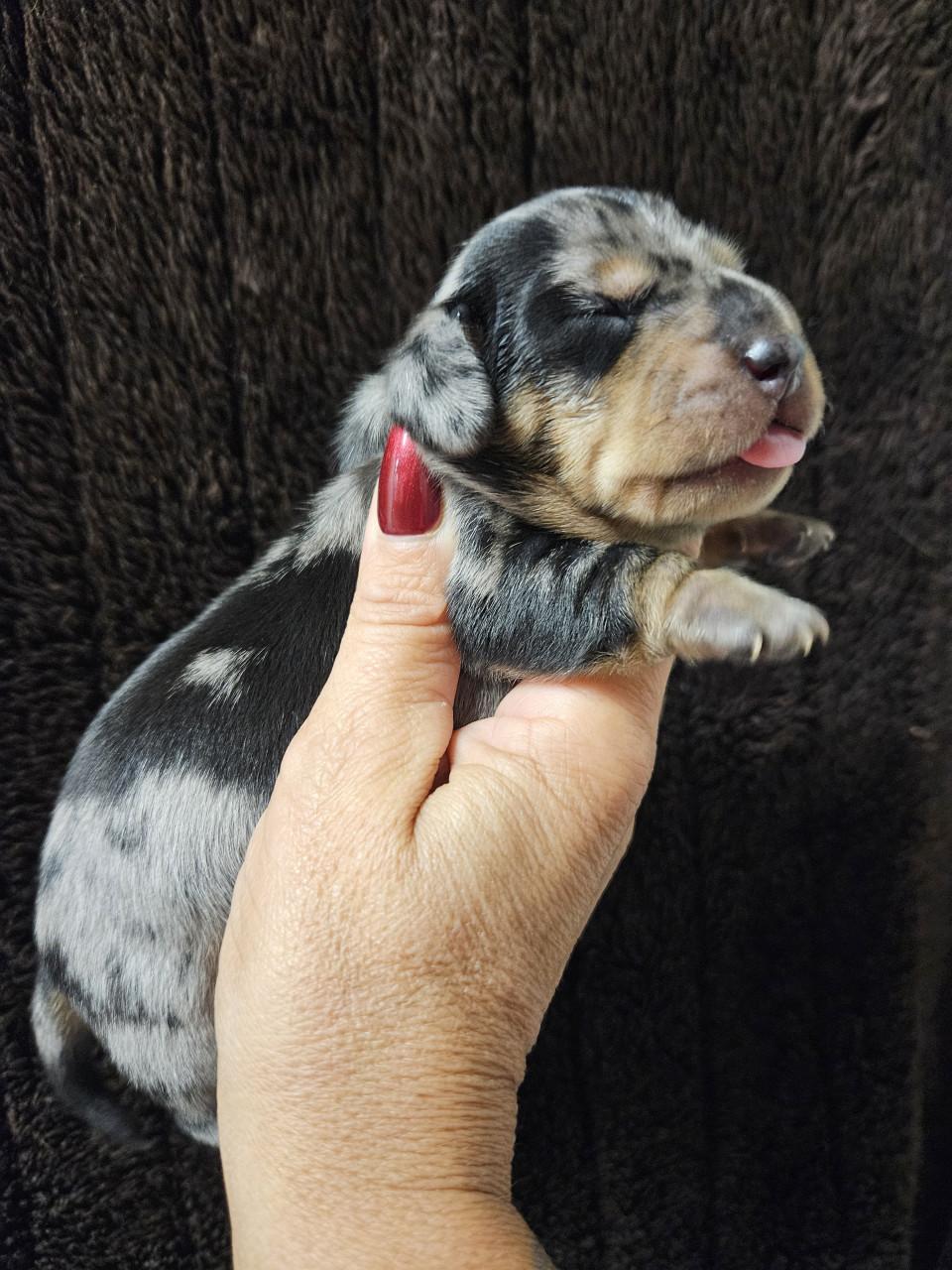 FATTORIA DEL BASOTTO teckel kennel