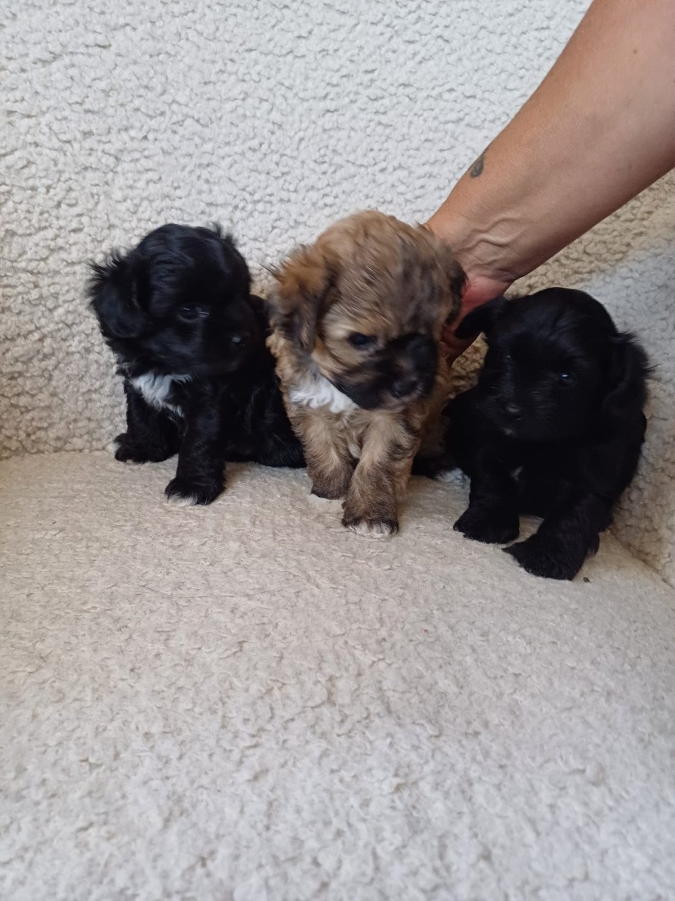 Puppies