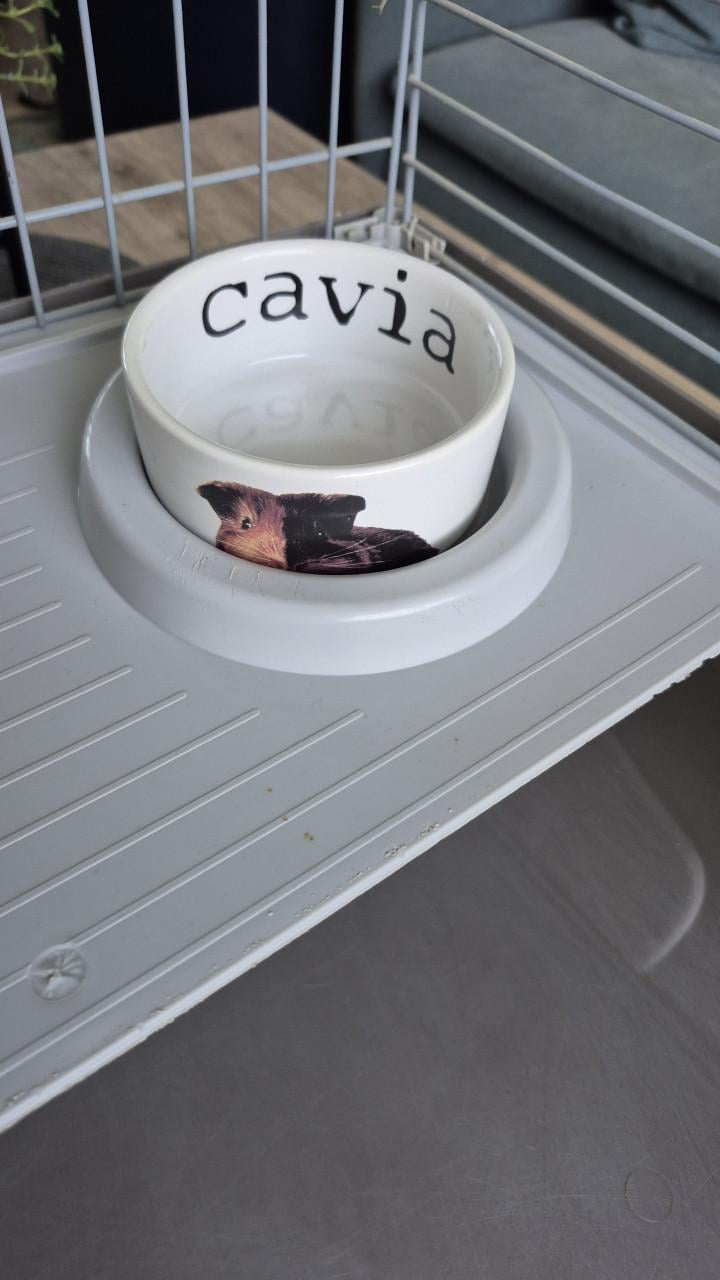 Kooi (cavia's)