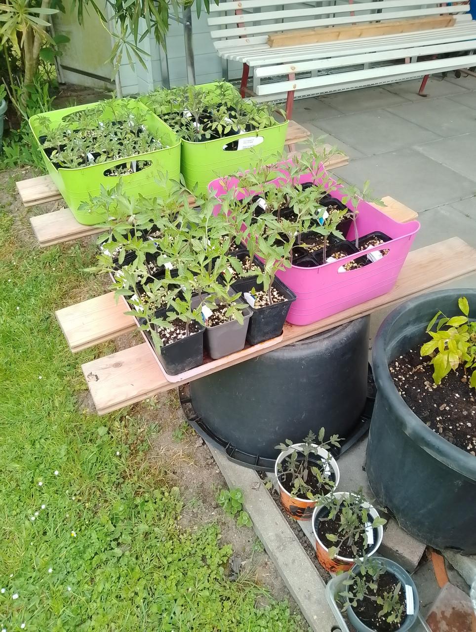 Nog enkele tomatenplantjes en slaplantjes