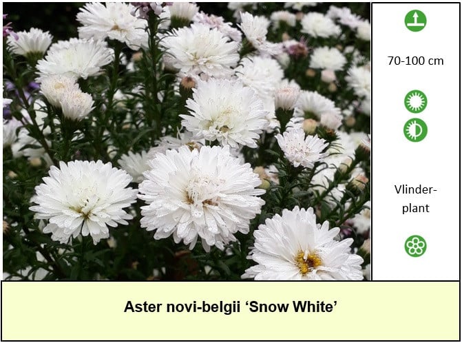 Vaste,- vlinder,- en bijenplanten maar ook groenteplanten in ons kraampje !