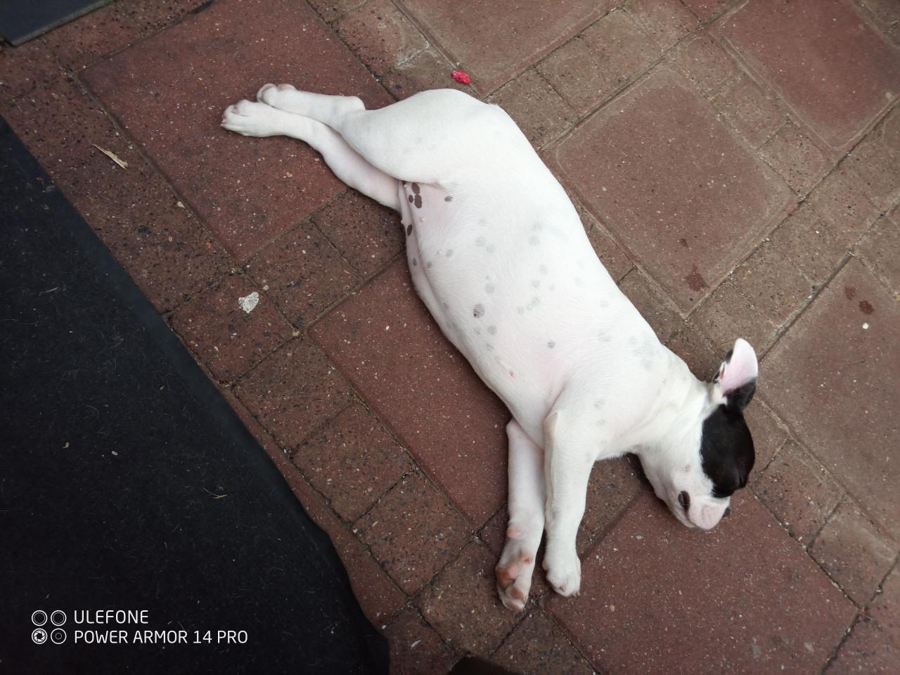 Franse Bulldog