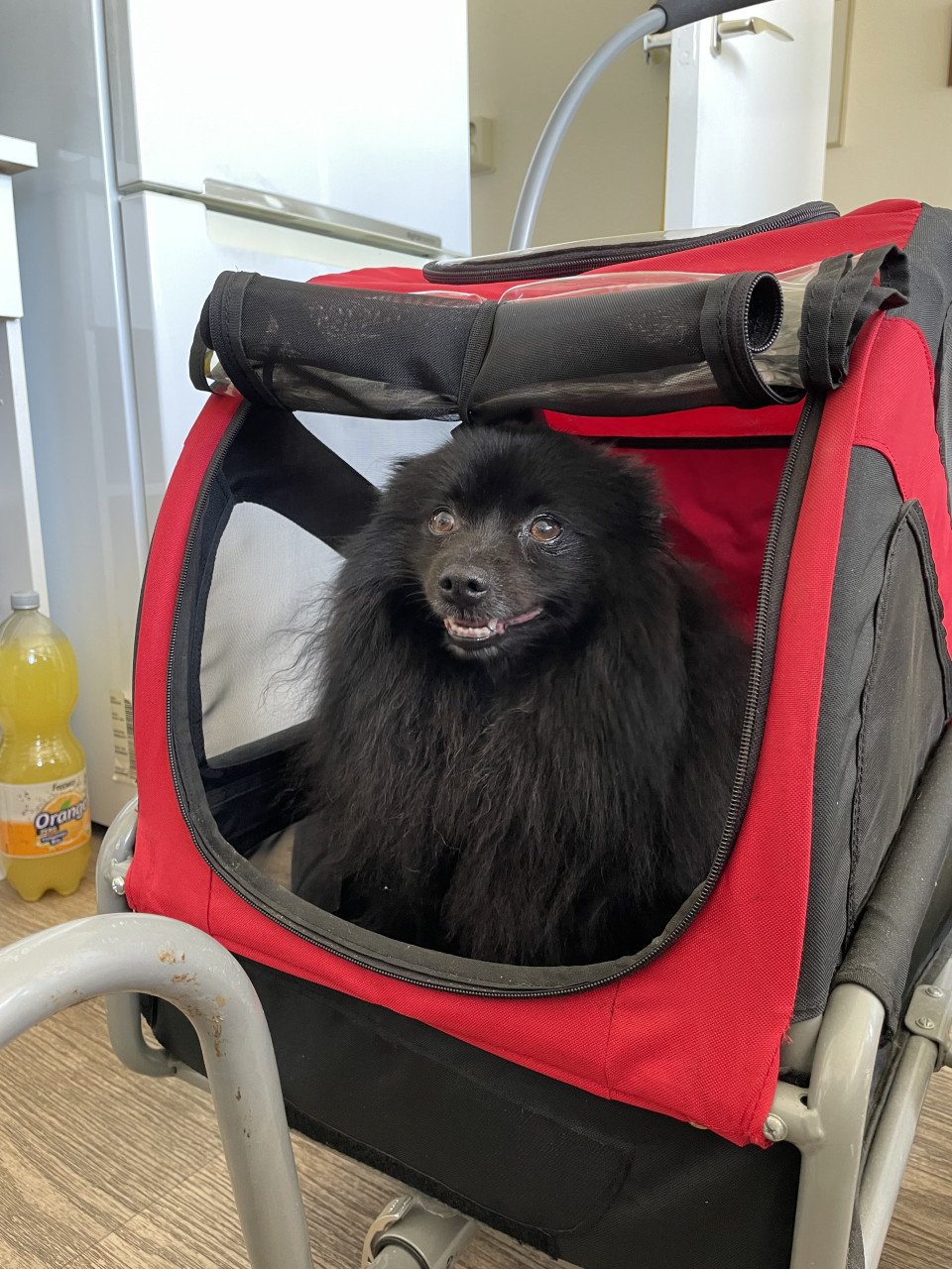 Doggyride mini