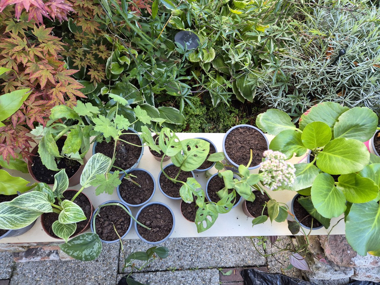 Diverse planten te koop