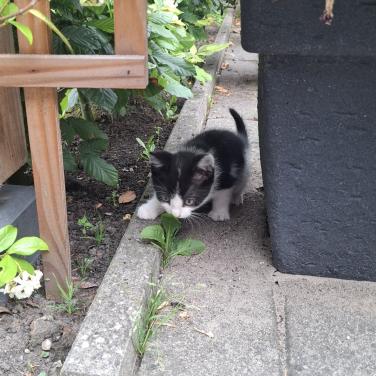 Kitten