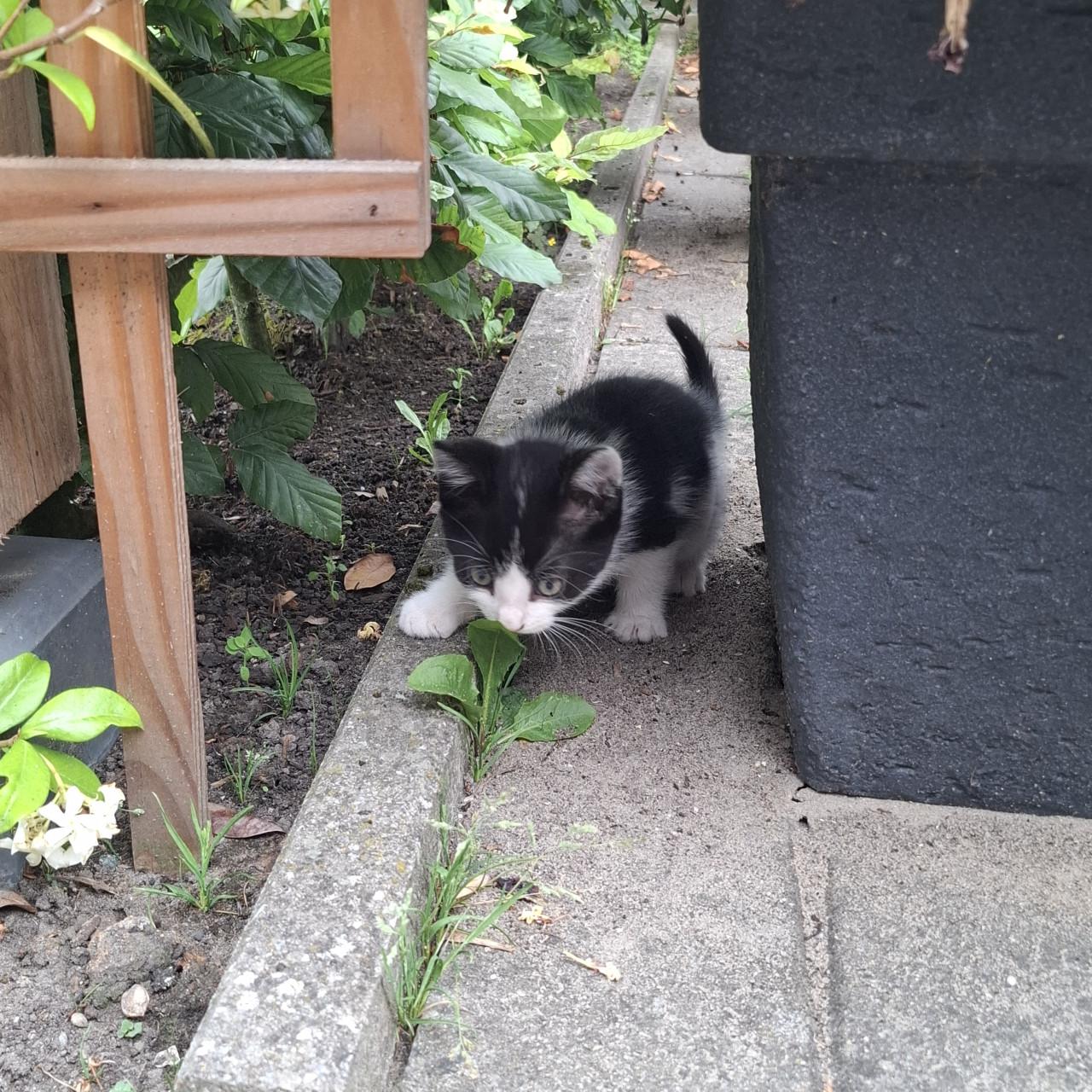 Kitten
