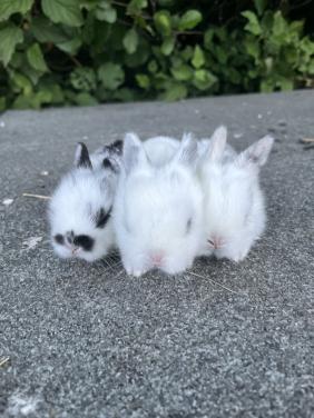 Baby konijnen te koop