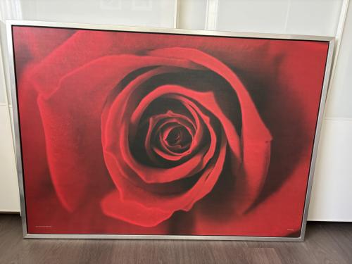 Groot schilderij roos- 140x100 cm