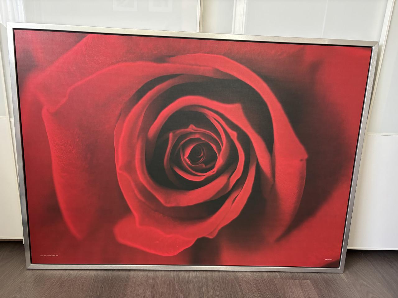 Groot schilderij roos- 140x100 cm