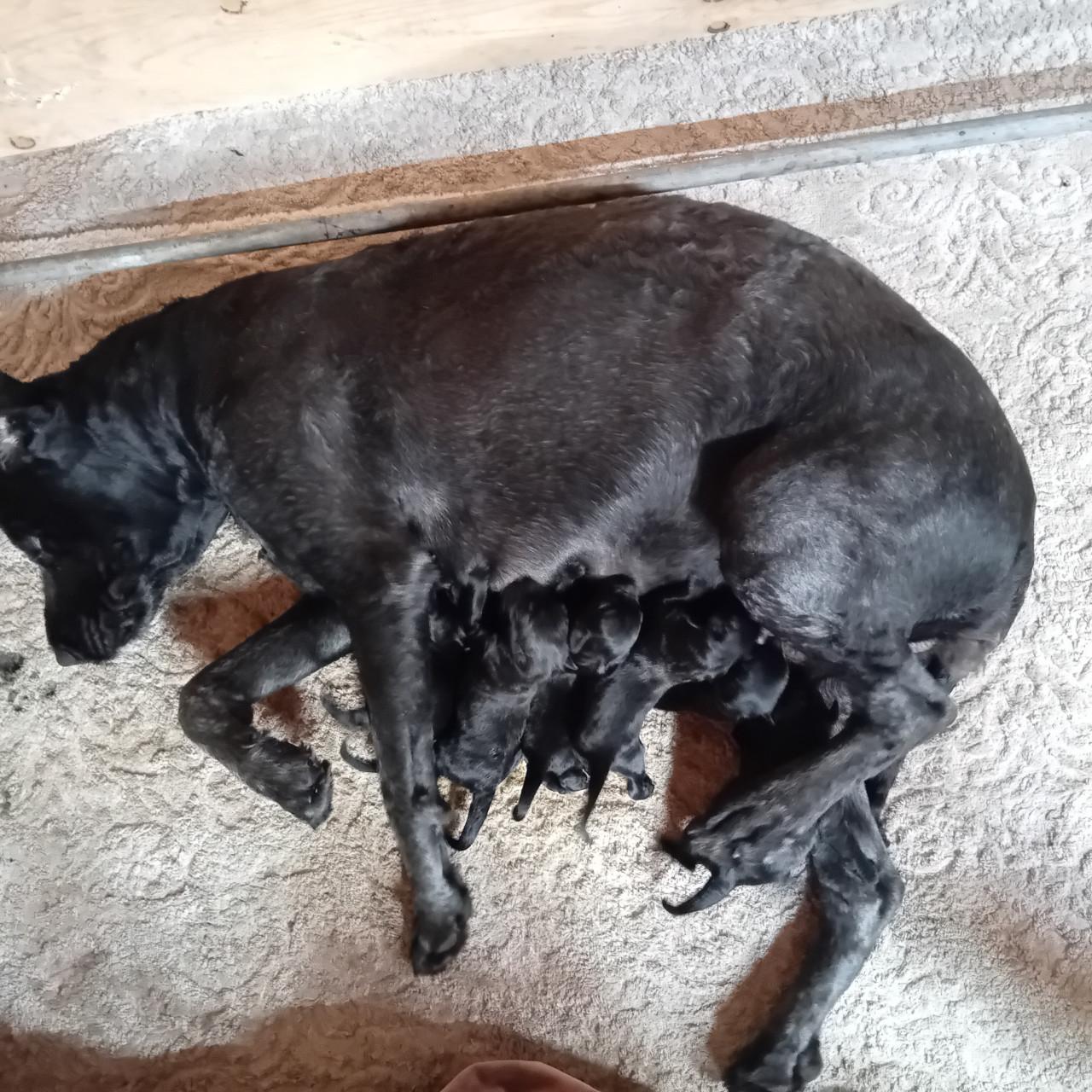 Bouvier pups