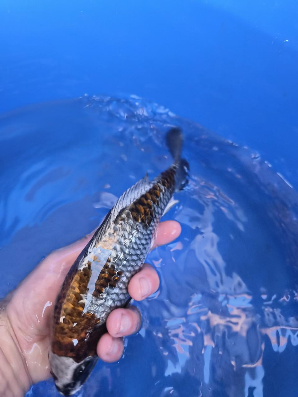 Terneuzen Koi