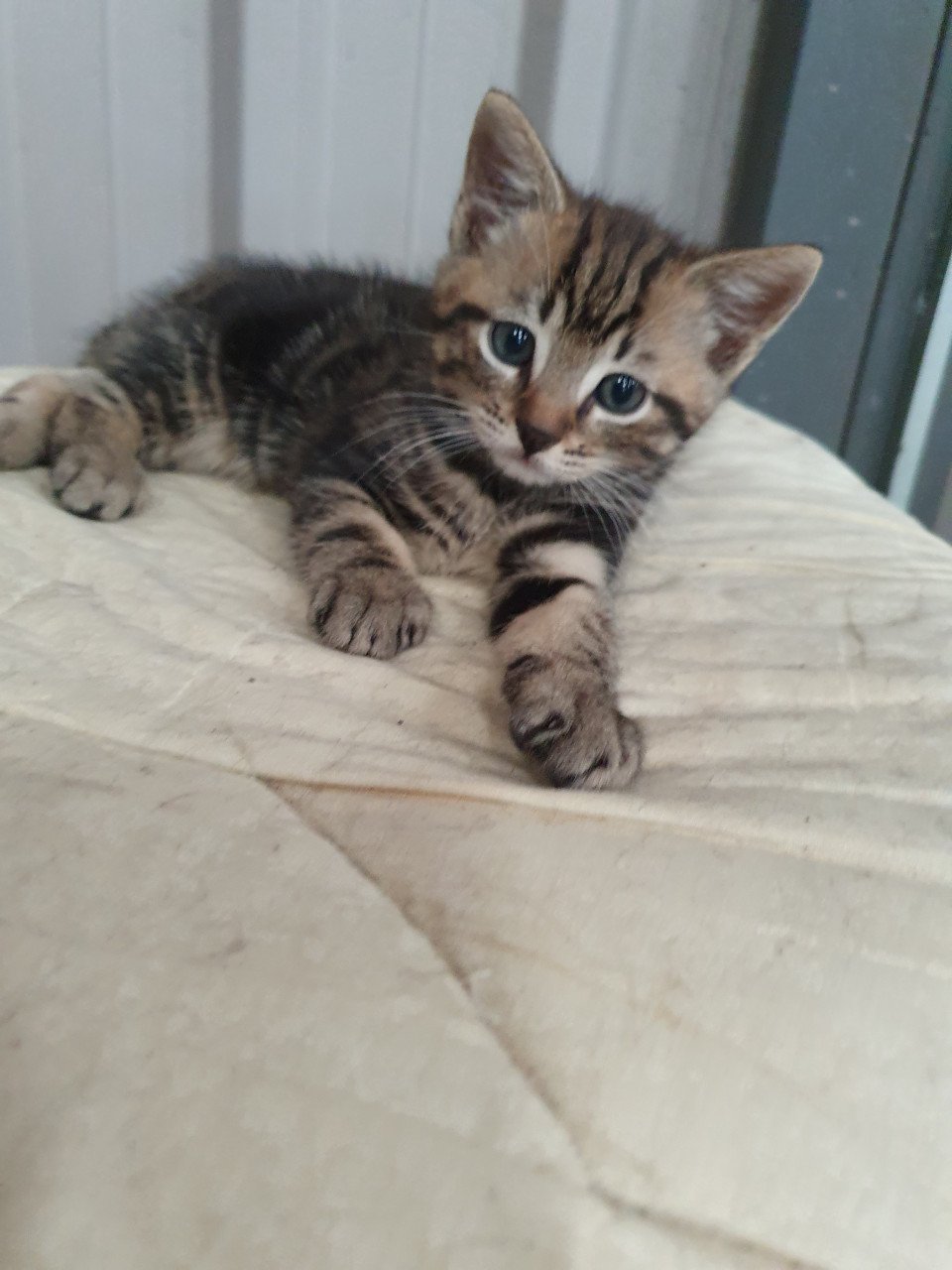 Kitten