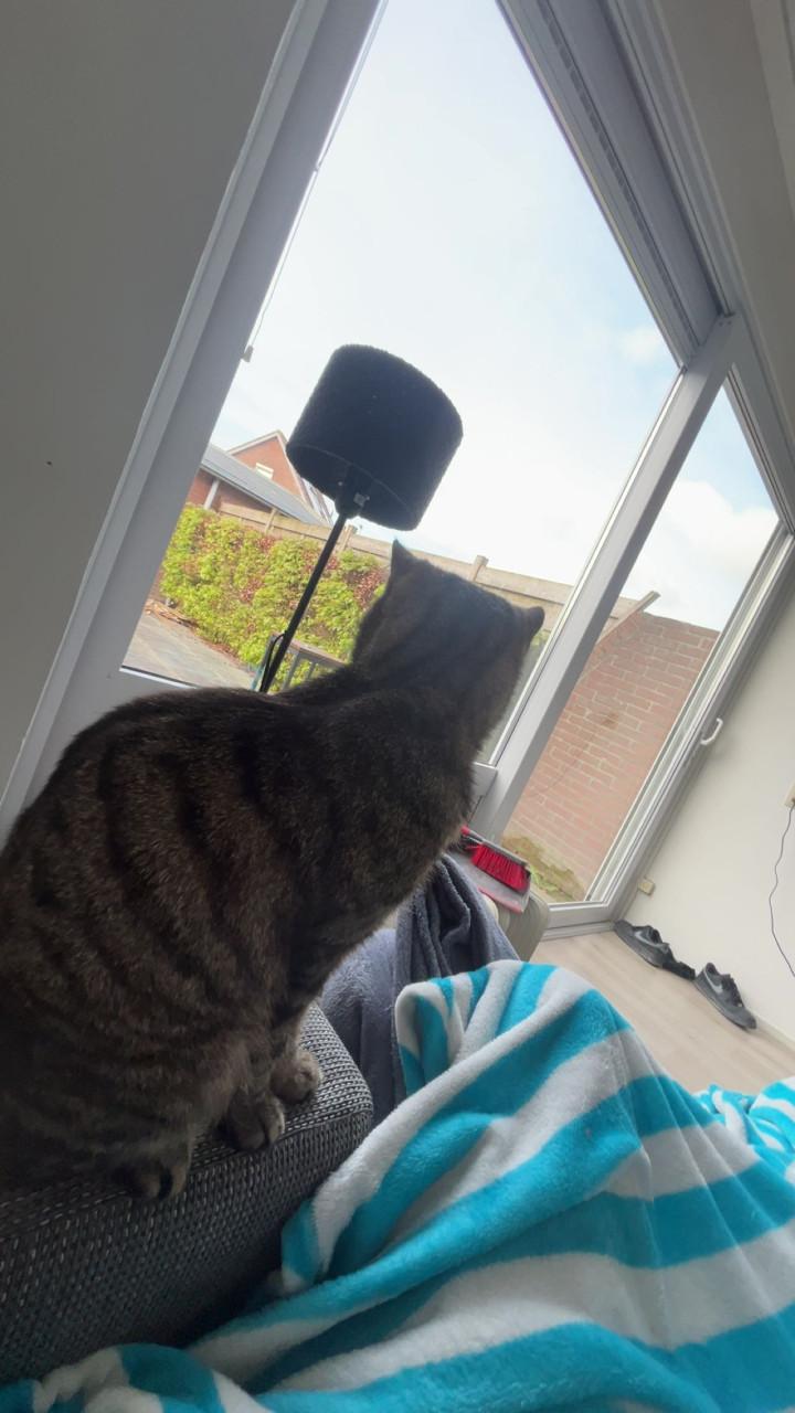 Grijze kater