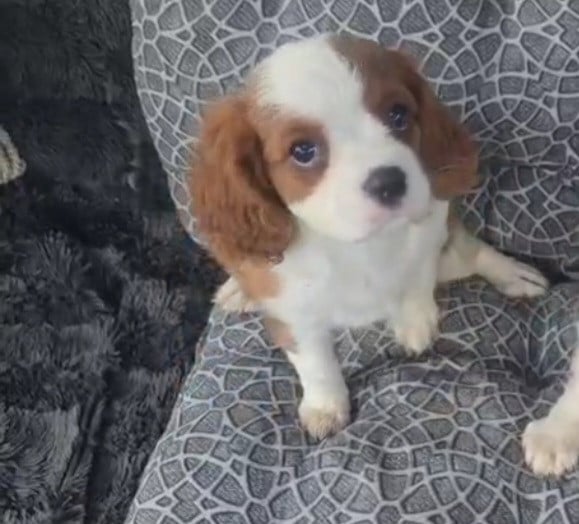 Cavalier king charles spaniel