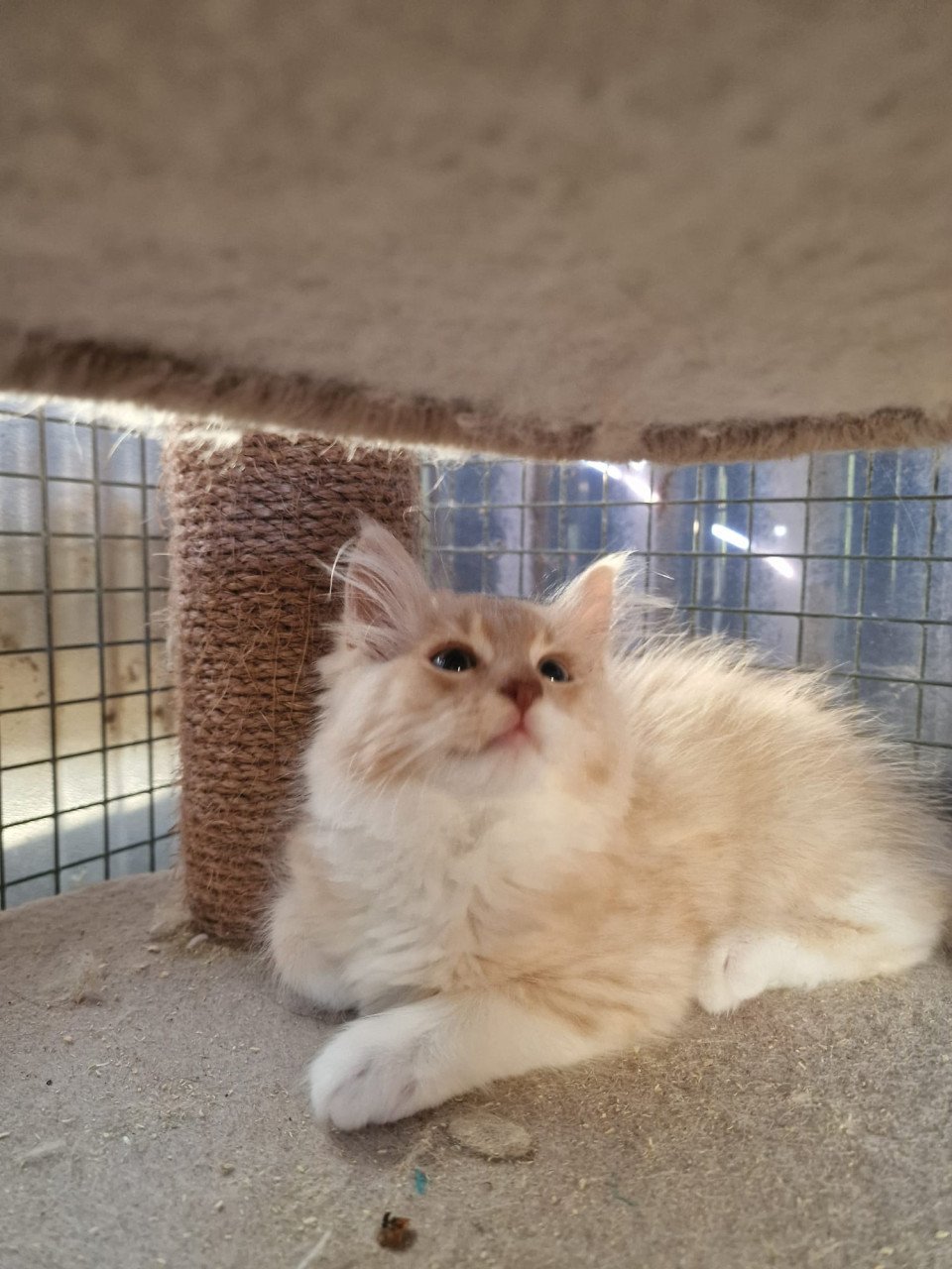 Te koop mooie lieve stoere Maine Coon katertje