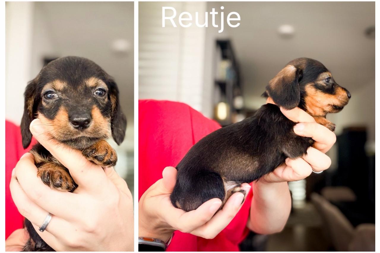 De Liefste Teckel pups
