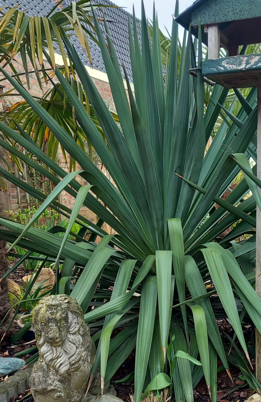 Jonge stevige yucca's uit de volle grond, eigen kweek.