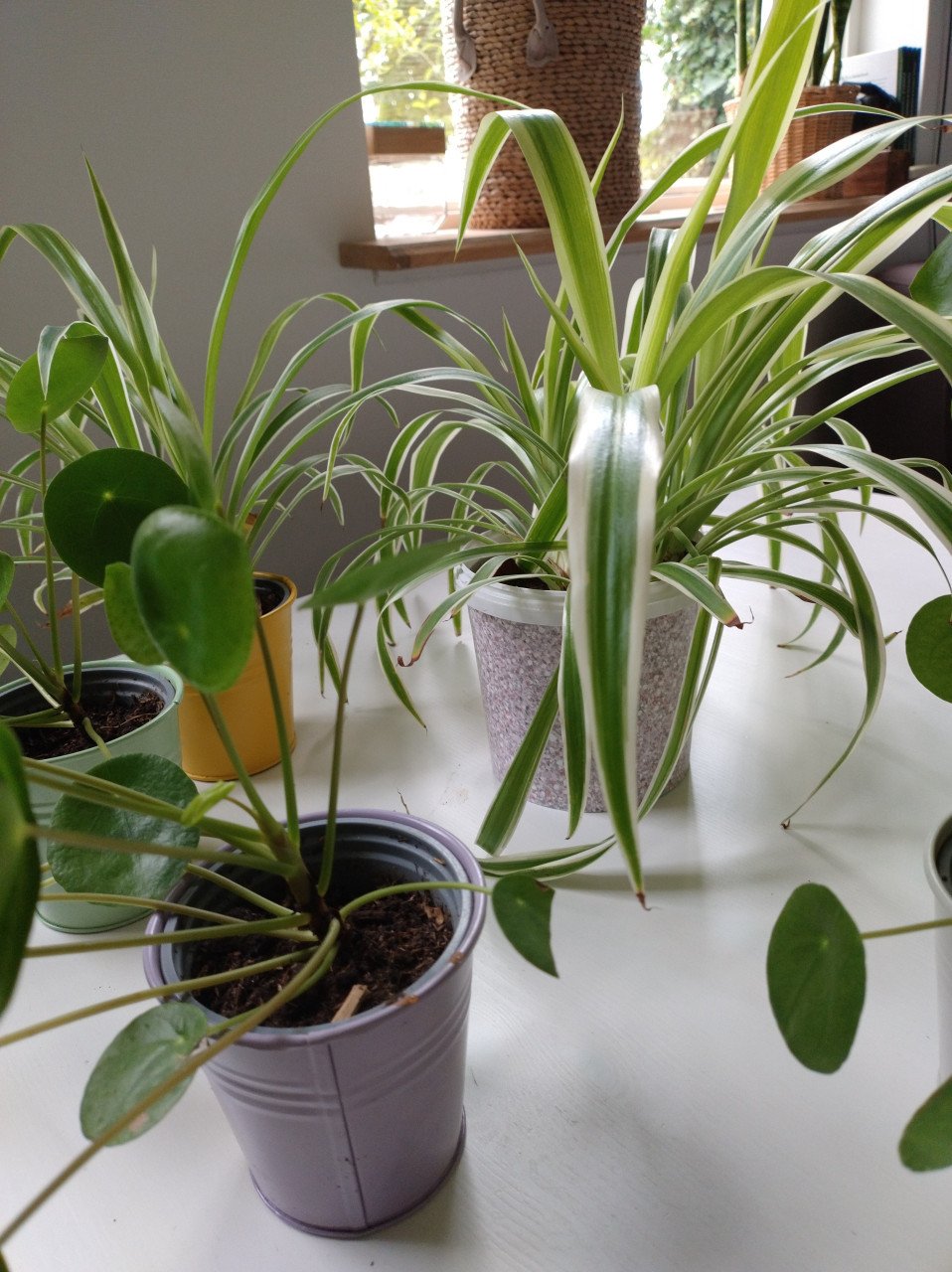 Mooie kamerplanten, Pannenkoekplant en Chlorophytum