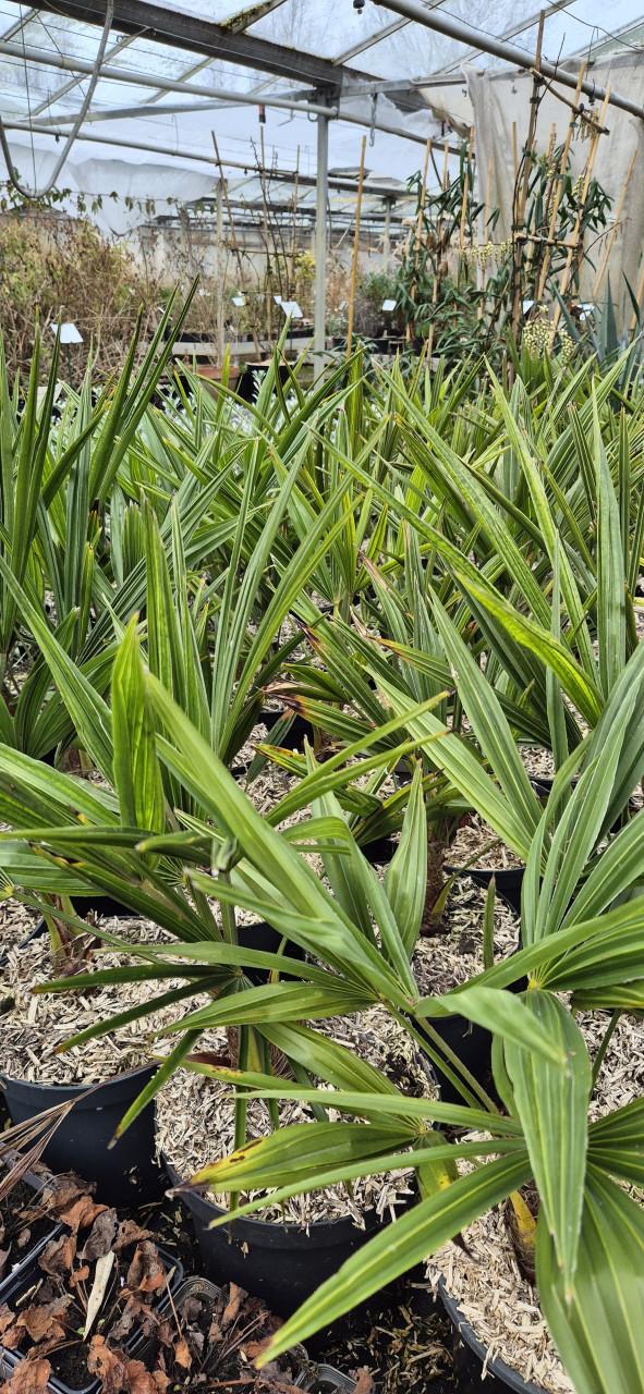 Trachycarpus fortunei