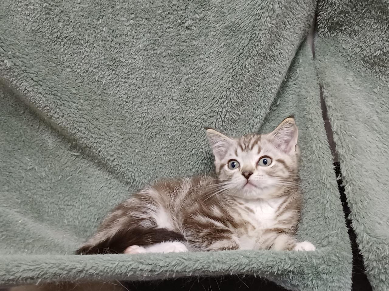 Super mooi Britse Korthaar x Ragdoll Katertje beschikbaar.