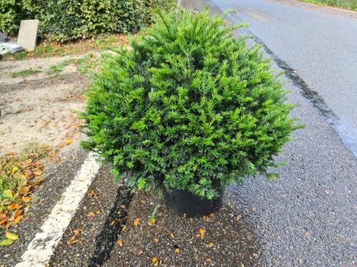 Schitterende taxusbollen in verschillende maten