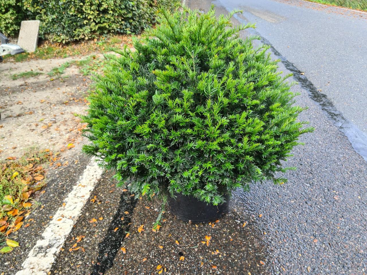 Schitterende taxusbollen in verschillende maten