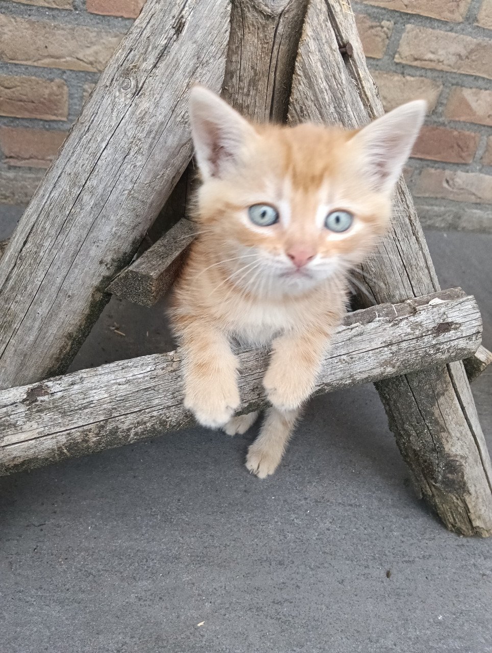 Jonge katjes