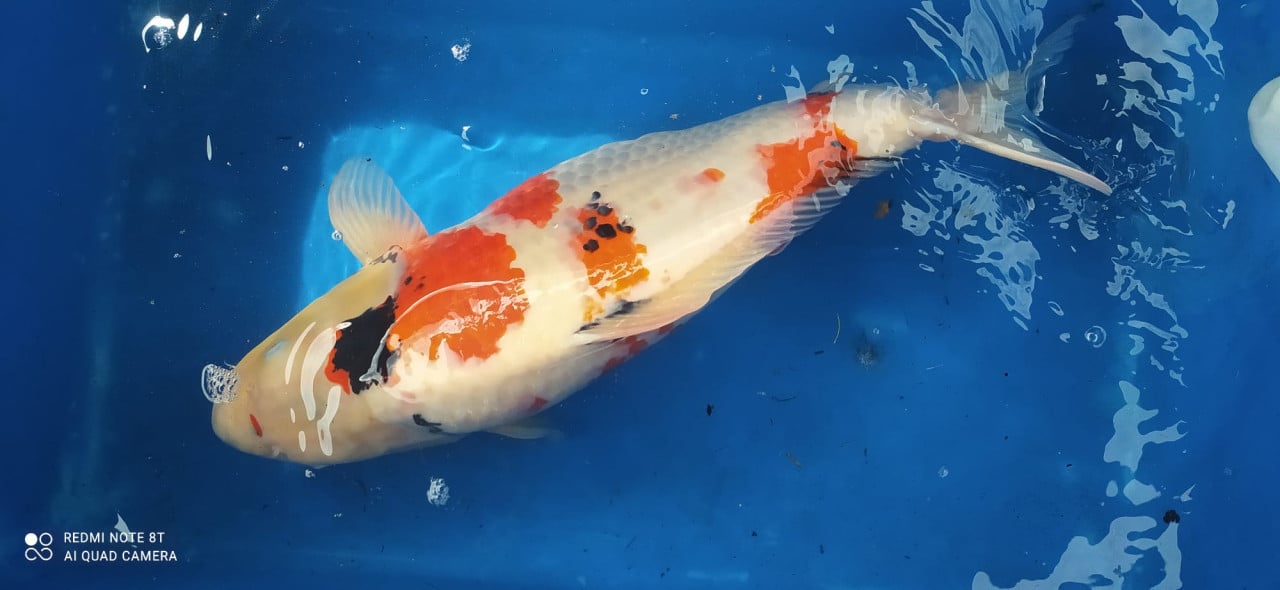 Koi's