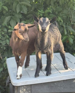 2 hoornloze bokjes zoeken nieuw huisje.