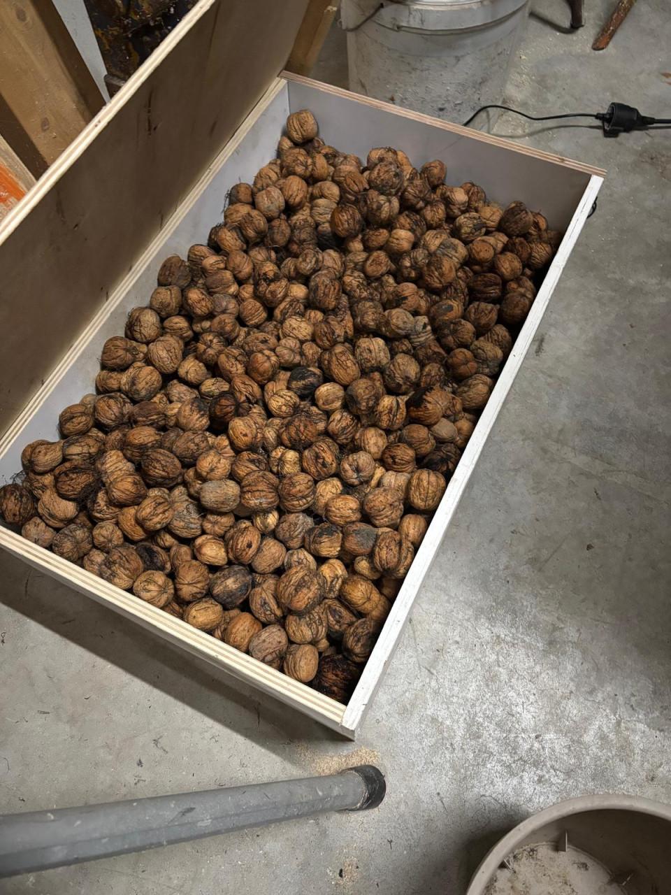 GROTE GEDROOGDE WALNOTEN TE KOOP!