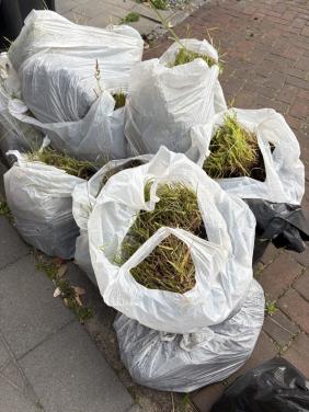 Gratis af te halen siergras 6 strekkende meters