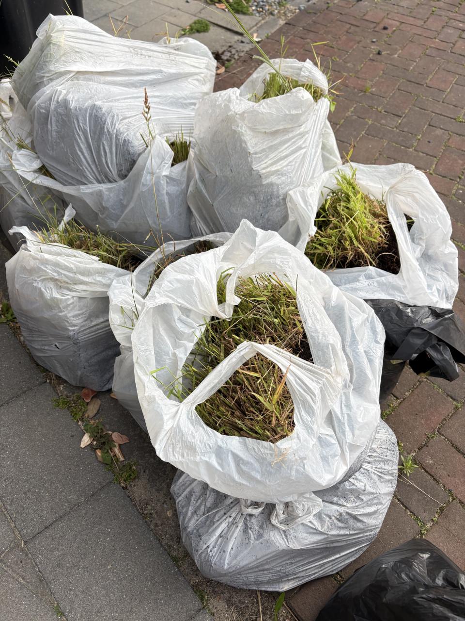 Gratis af te halen siergras 6 strekkende meters