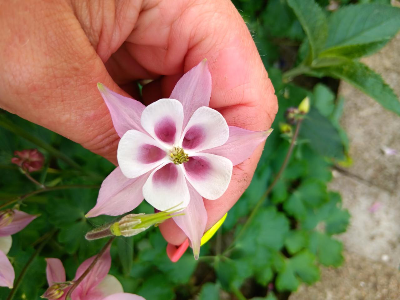 €0,75 per zakje Biologische Gekweekte Zaadjes