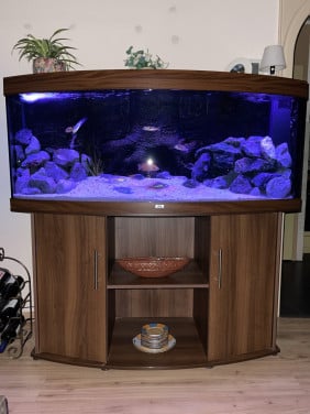 Fraai Juwel Vision 450 aquarium met Malawi biotoop
