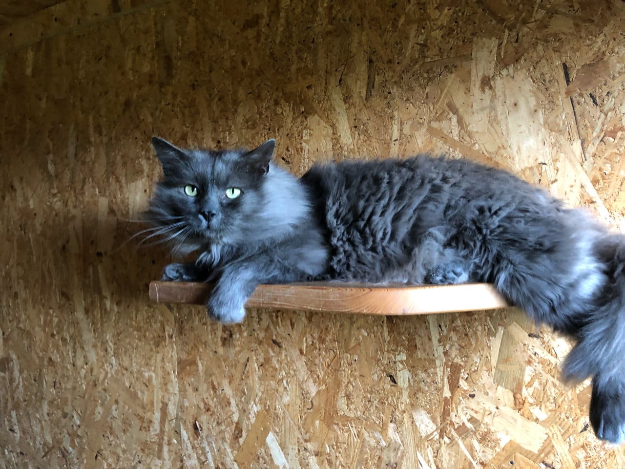 Aanhankelijke Ragdoll x Nebelung katertje