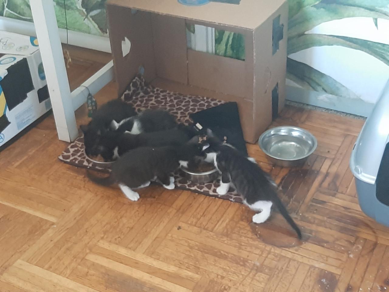 Kitten