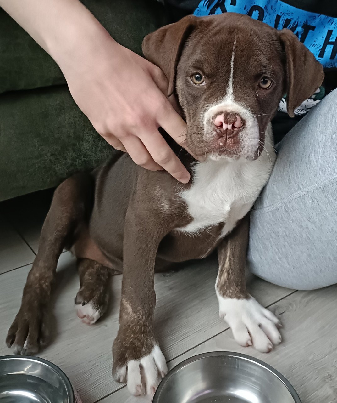 Old English Bulldog pup 15weken
