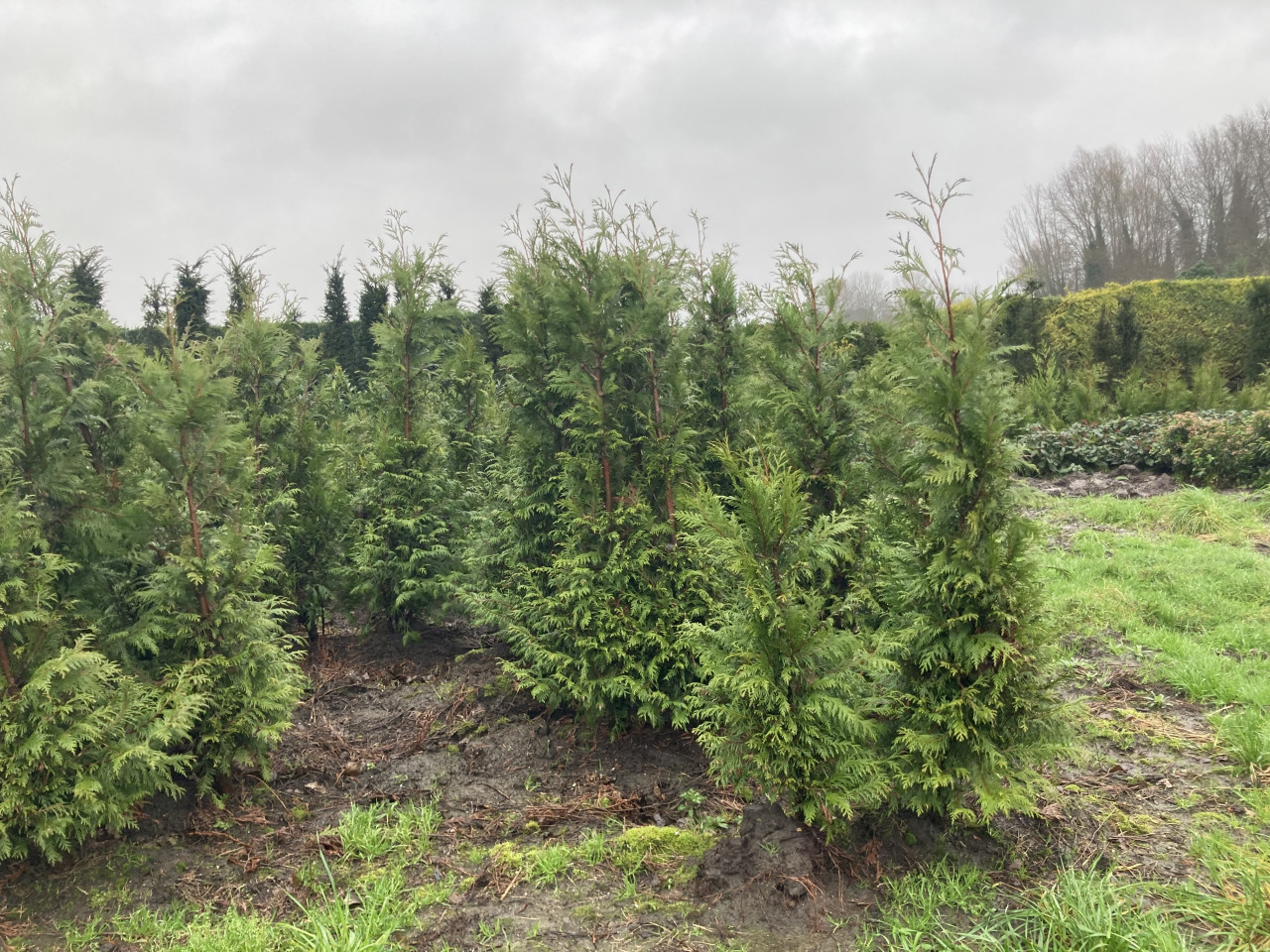 Thuja haag coniferen