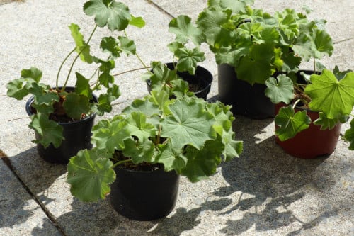 Vrouwenmantel planten