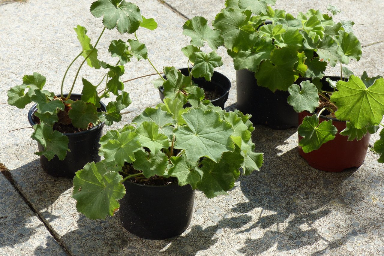 Vrouwenmantel planten