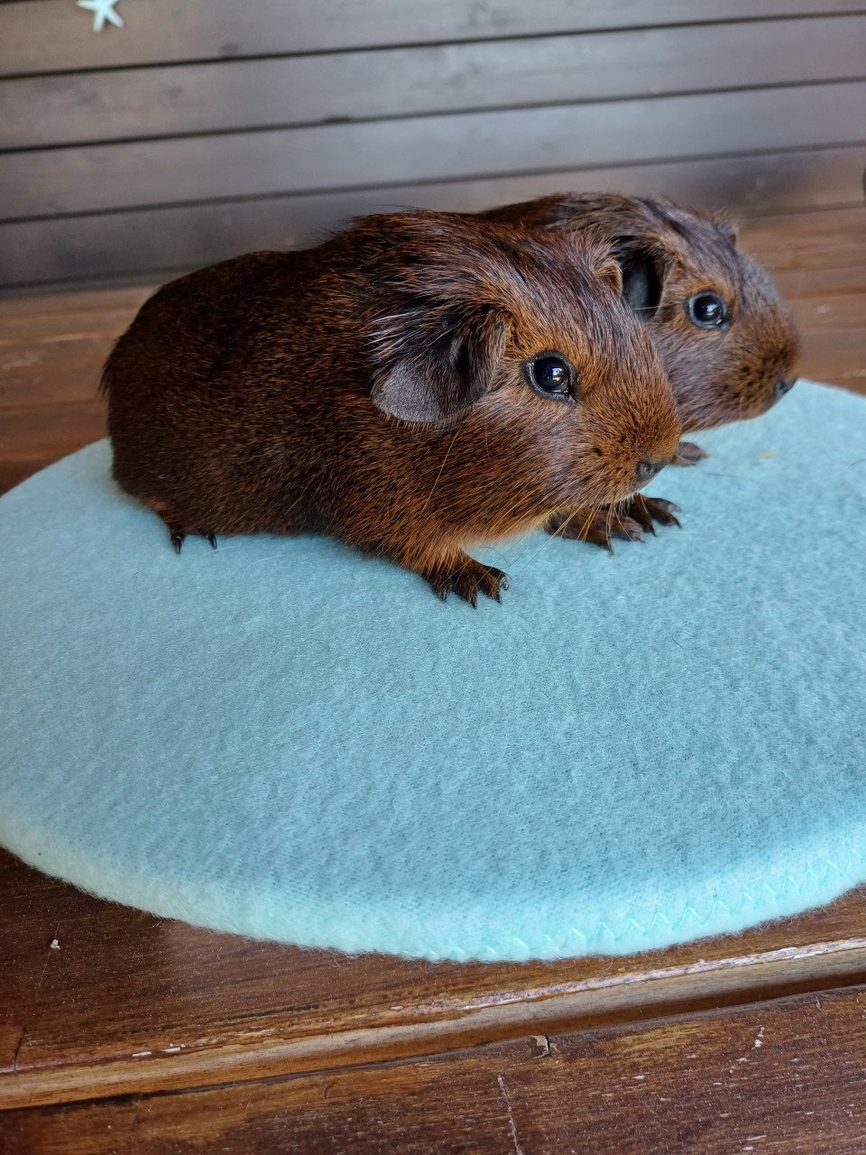 Diverse leuke cavia's aangeboden.
