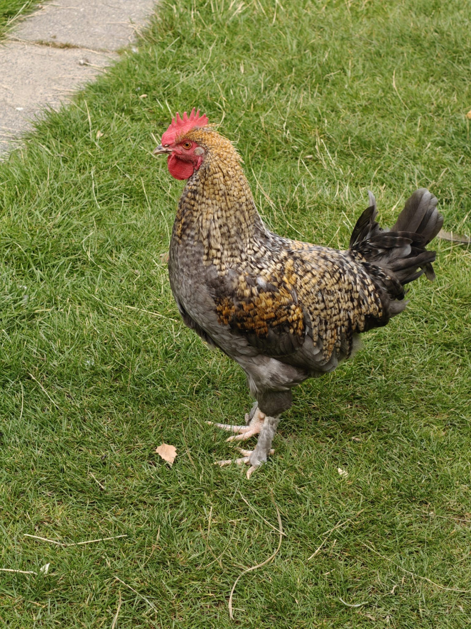 Jonge haan : blauwe marans x cream legbar