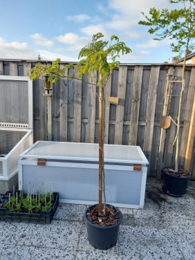 Perzische Slaapboom / Albizia Julibrissin Umbrella rosea